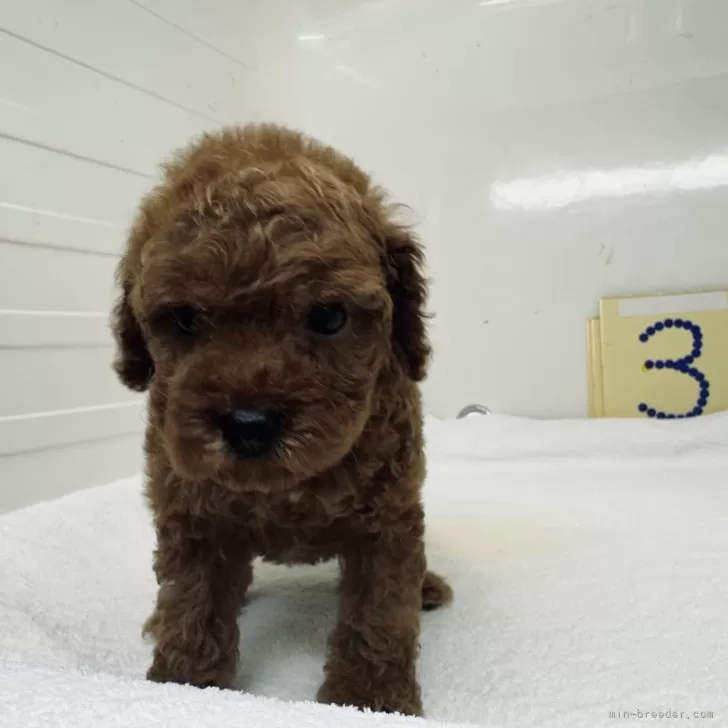 ID：2405-06486の子犬