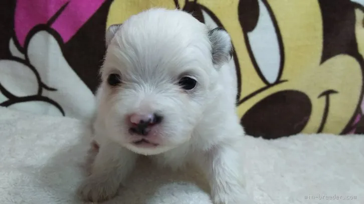 ID：1603-00702の子犬
