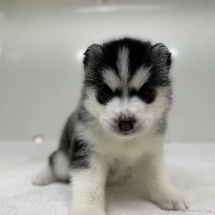 ID:2403-01501の子犬