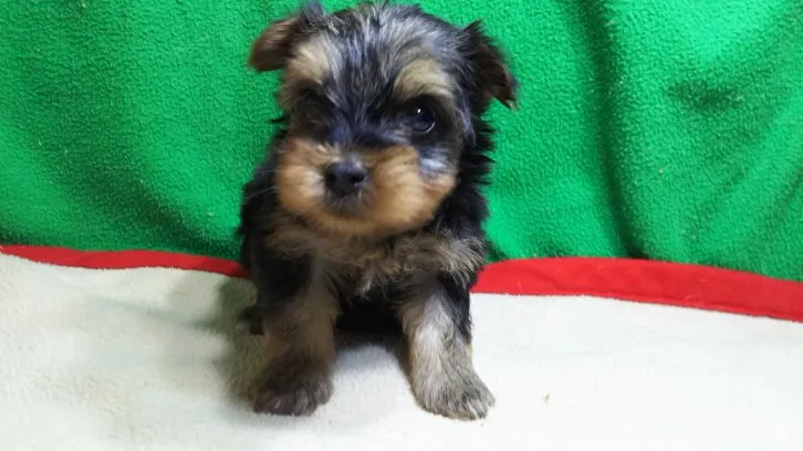 ID:1611-00730の子犬