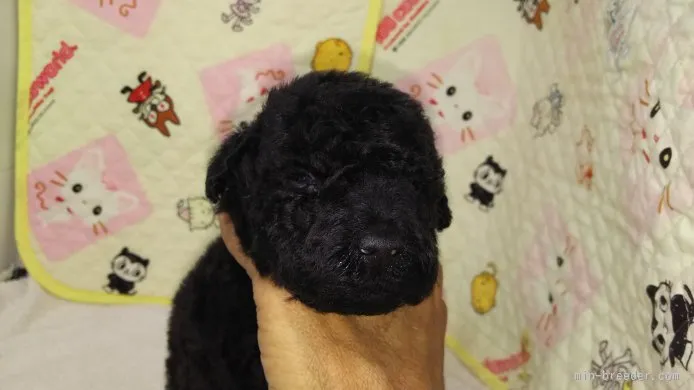 ID:1510-00159の子犬
