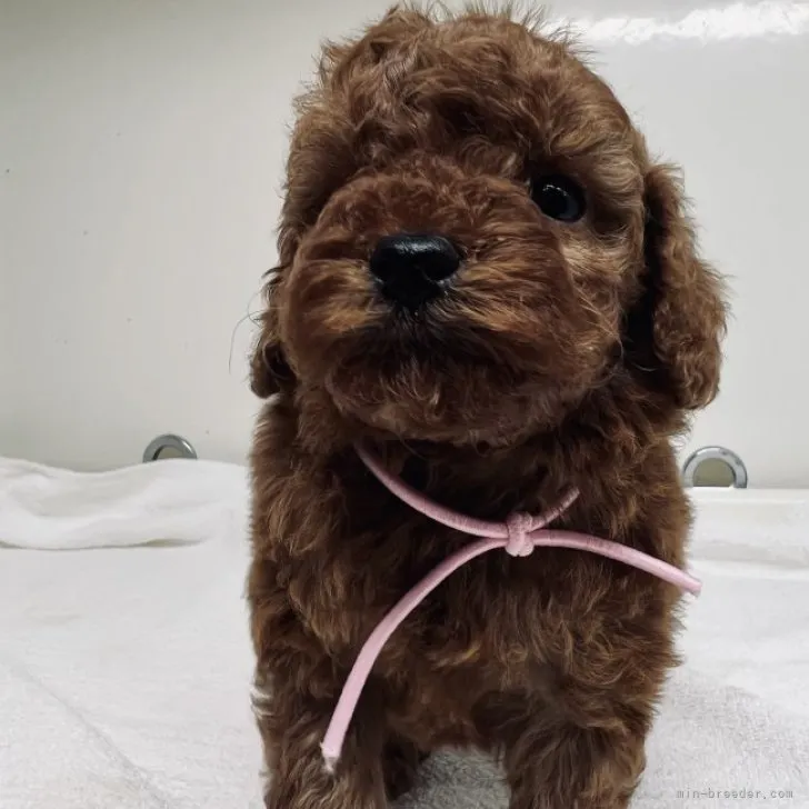 ID：2310-00394の子犬