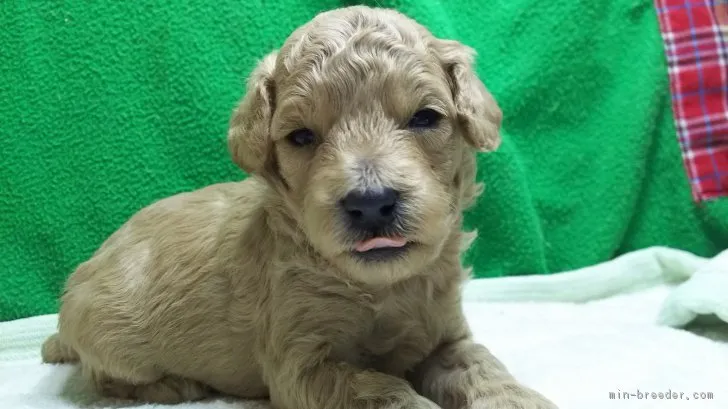 ID:1701-02049の子犬