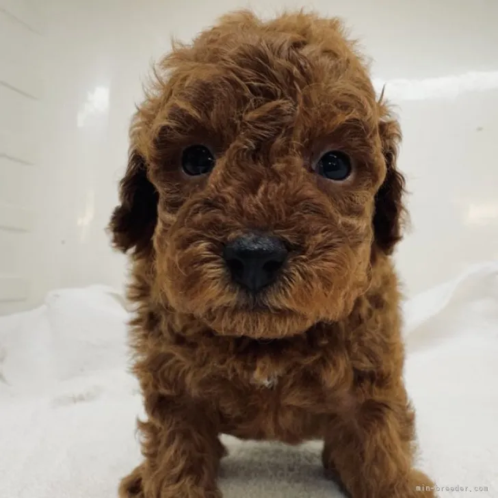 トイ 様のお迎えした子犬