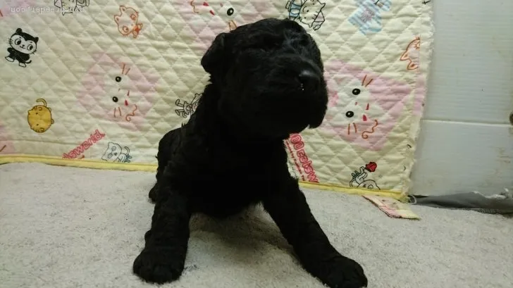 ID：1707-02472の子犬