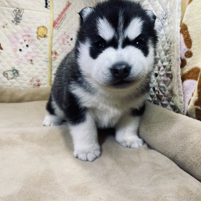 シベリアンハスキー 三重県 女の子 21年1月6日 ブラック ホワイト べっぴんさんです みんなのブリーダー 子犬id 2101