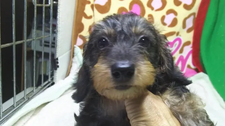 ID:1611-01621の子犬