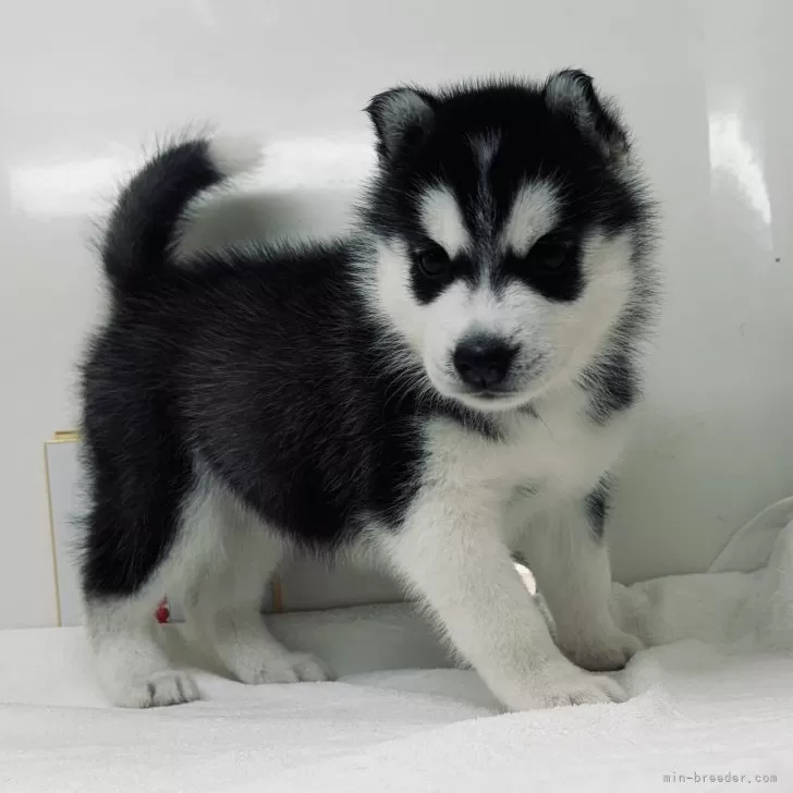 ID:2404-06162の子犬