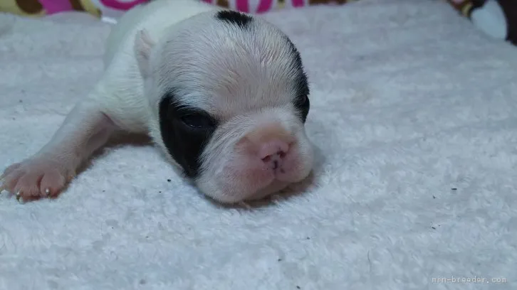 ID:1604-00983の子犬