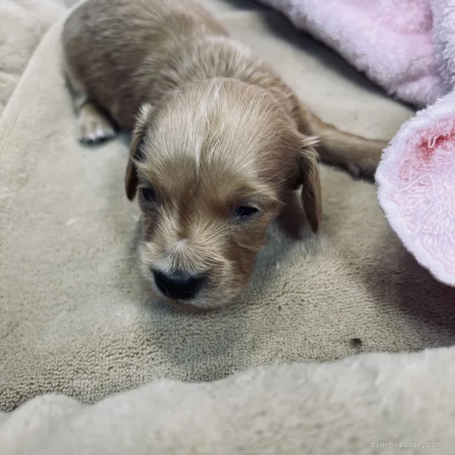 ID:2112-00755の子犬