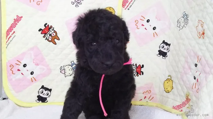 ID:1510-00149の子犬