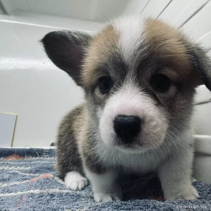 あんな 様のお迎えした子犬