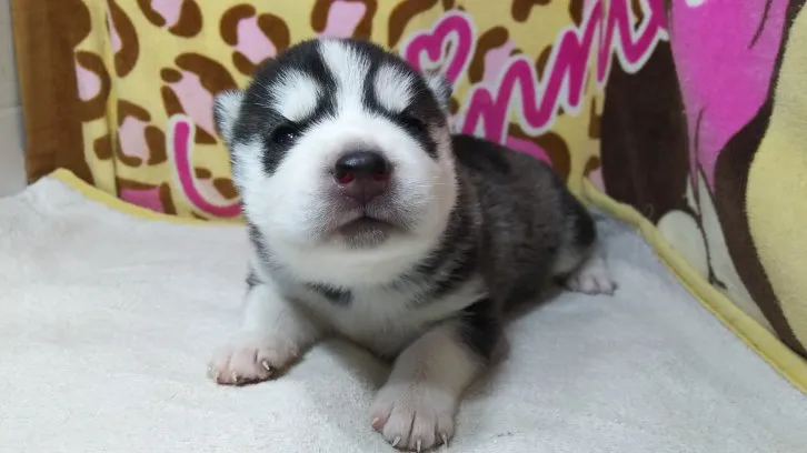 ID:1608-01827の子犬