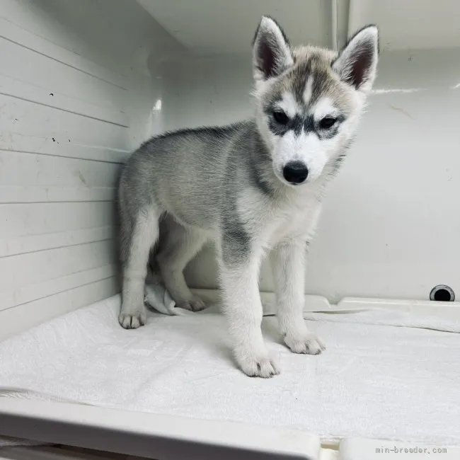 ID：2203-01004の子犬