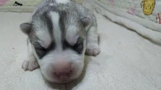 ID:1601-00235の子犬