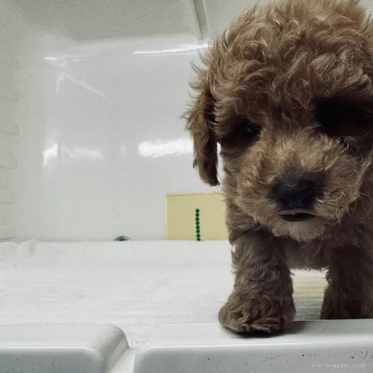 チョコ 様のお迎えした子犬