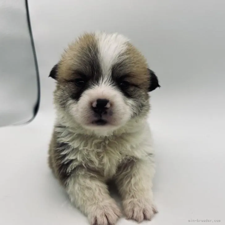 トッポギ 様のお迎えした子犬