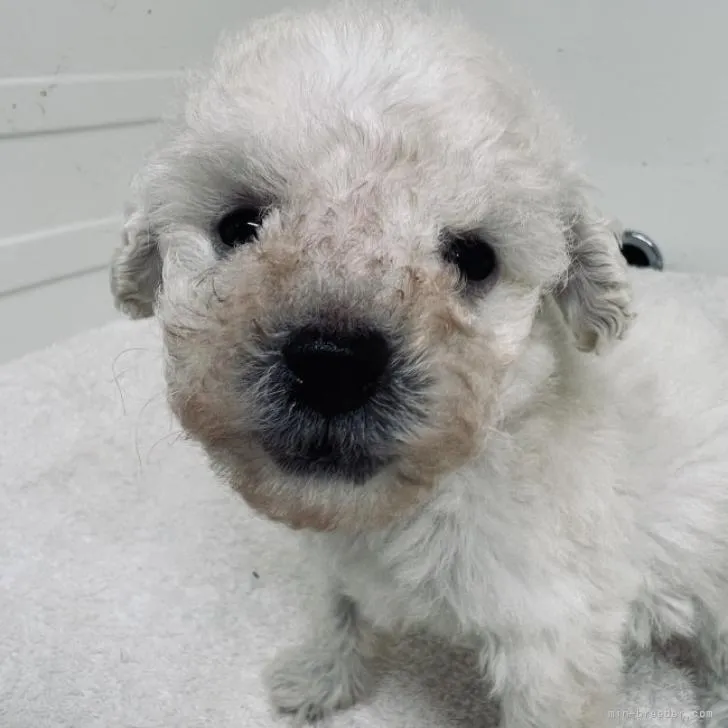 ID:2212-00696の子犬