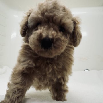 トイプードル(タイニー)【三重県・男の子・2024年3月17日・アプリコット】の写真「遺伝子検査PRAクリアです」