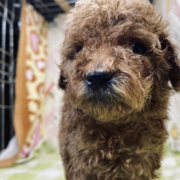 トイプードル(タイニー)【三重県・女の子・2020年9月13日・レッド】の写真「父親JKCチャンピオン　遺伝子検査クリア」