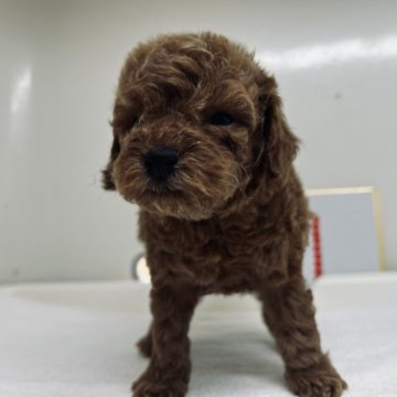 トイプードル(トイ)【三重県・女の子・2023年8月20日・レッド】の写真「両親共遺伝子病検査3種ともクリアです」