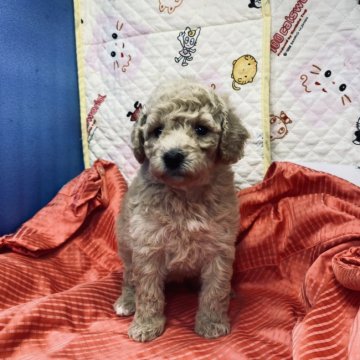 トイプードル(トイ)【三重県・男の子・2021年7月5日・クリーム】の写真「人気のクリーム色です」