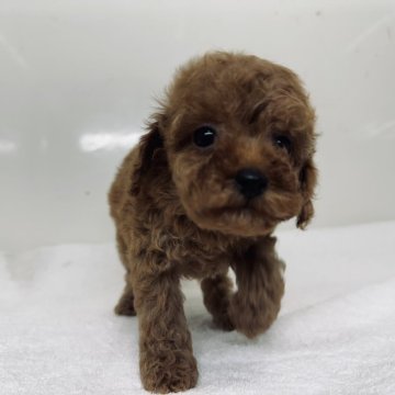 トイプードル(タイニー)【三重県・女の子・2024年4月10日・レッド】の写真「両親とも遺伝子検査3種クリアです」