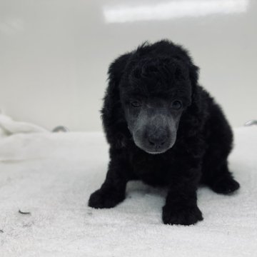 トイプードル(タイニー)【三重県・女の子・2024年3月14日・シルバー】の写真「遺伝子病3種共発症しません」