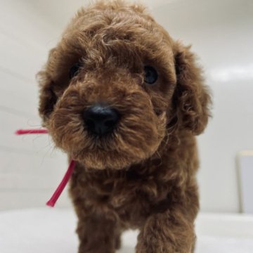 トイプードル(トイ)【三重県・女の子・2023年8月20日・レッド】の写真「両親共遺伝子病検査3種ともクリアです」