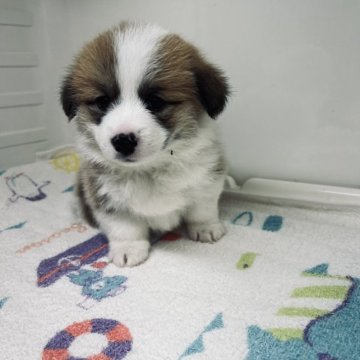 ウェルシュ・コーギー・ペンブローク【三重県・女の子・2023年2月5日・レッド&ホワイト】の写真「両親とも遺伝子検査DMクリアです」