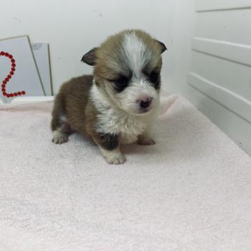 ウェルシュ・コーギー・ペンブローク【三重県・女の子・2022年9月20日・レッド&ホワイト】の写真「両親共遺伝子検査DMクリアです」