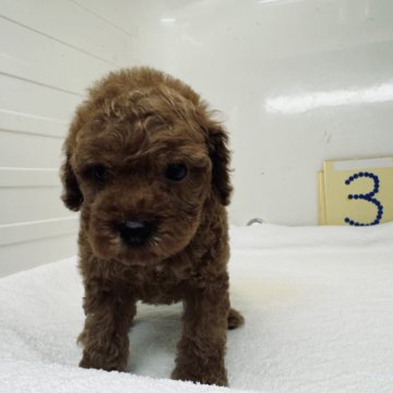 トイプードル(トイ)【三重県・男の子・2024年4月10日・レッド】の写真「遺伝子検査3種共クリアです」