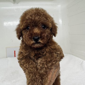 トイプードル(タイニー)【三重県・女の子・2024年4月10日・レッド】の写真「両親とも遺伝子検査3種クリアです」