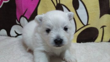 ポメラニアン【三重県・男の子・2016年2月20日・クリーム】の写真「ふわふわで大きな瞳で可愛いです」