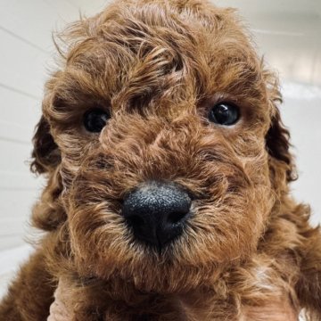 トイプードル(タイニー)【三重県・女の子・2023年10月8日・レッド】の写真「両親共に遺伝子検査3種クリアです」