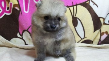 ポメラニアン【三重県・女の子・2016年9月18日・オレンジ】の写真「もこもこに育っています」