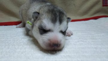 シベリアンハスキー【三重県・男の子・2017年1月15日・シルバー&ホワイト】の写真「」