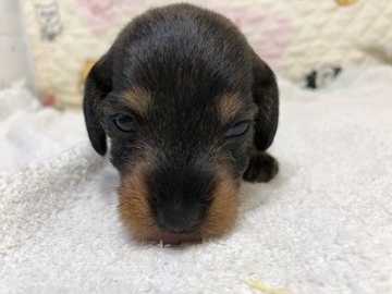 ミニチュアダックスフンド(ワイアー)【三重県・男の子・2018年5月26日・ワイルドボアー】の写真「希少犬です」