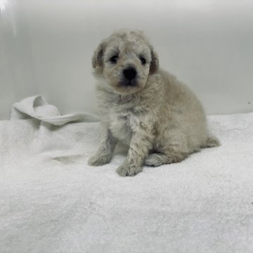 トイプードル(タイニー)【三重県・女の子・2024年3月14日・ホワイト】の写真「離乳食いっぱい食べて元気にすくすく育っています」