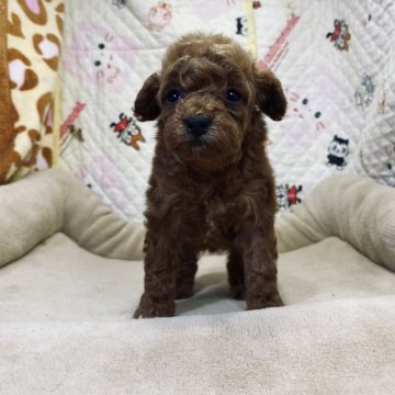 トイプードル(タイニー)【三重県・女の子・2021年1月5日・レッド】の写真「お父さんはJKCチャンピオン
遺伝子病3種クリア」