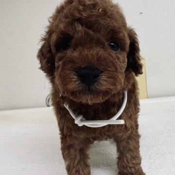 トイプードル(トイ)【三重県・男の子・2023年8月20日・レッド】の写真「両親共遺伝子病検査3種ともクリアです」