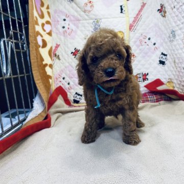 トイプードル(トイ)【三重県・男の子・2020年6月28日・レッド】の写真「両親遺伝子検査クリア」