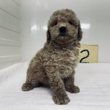 トイプードル(トイ)【三重県・男の子・2024年3月28日・アプリコット】の写真「遺伝子検査3種共クリアです」