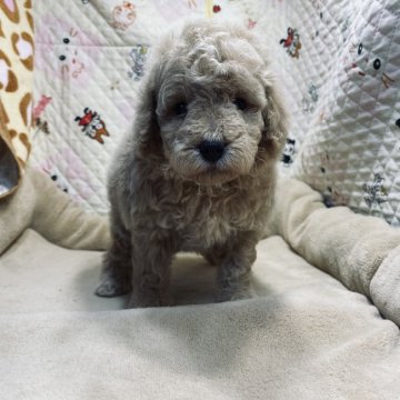 トイプードル(トイ)【三重県・男の子・2021年3月28日・アプリコット】の写真「クリームになるかも」