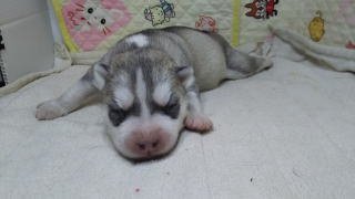 シベリアンハスキー【三重県・男の子・2015年12月25日・シルバー&ホワイト】の写真「きれいなお顔の仔犬です」
