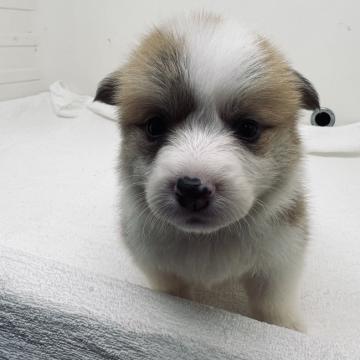 ウェルシュ・コーギー・ペンブローク【三重県・男の子・2022年9月20日・レッド&ホワイト】の写真「両親とも遺伝子検査DMクリアです」