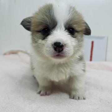 ウェルシュ・コーギー・ペンブローク【三重県・女の子・2022年9月20日・レッド&ホワイト】の写真「両親共遺伝子検査DMクリアです」