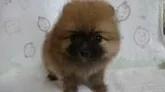 ポメラニアン【三重県・男の子・2017年2月8日・オレンジセーブル】の写真1