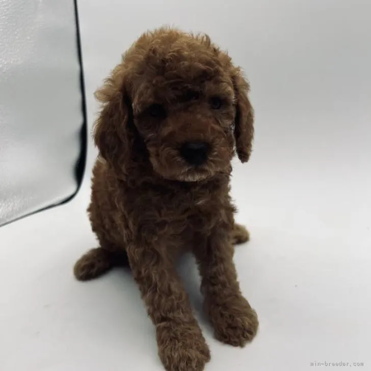 ID:2206-04029の子犬