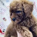 トイプードル(トイ)【三重県・男の子・2020年6月28日・レッド】の写真2